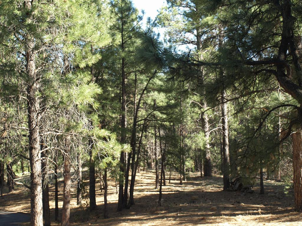 Whispering Pines Inn FlagstaffFlagstaff  Kültér fotó